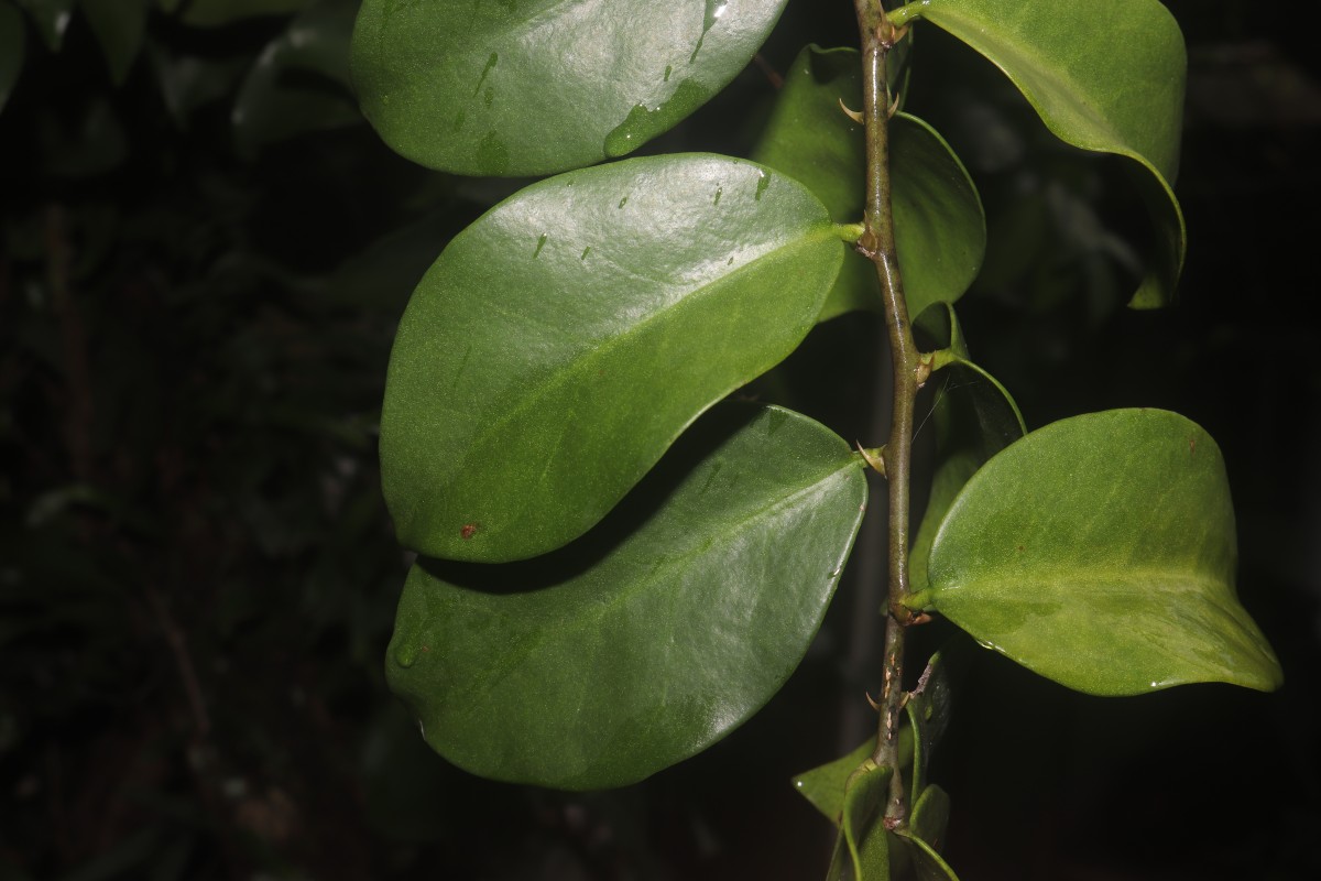 Pereskia aculeata Mill.